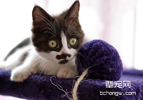 猫阿狄森氏病的诊断及治疗