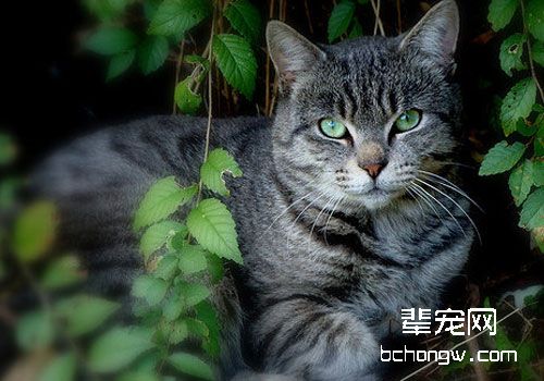 维生素E与猫咪健康