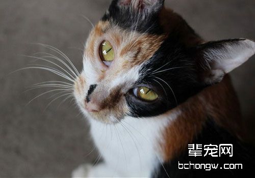 B族维生素与猫咪健康