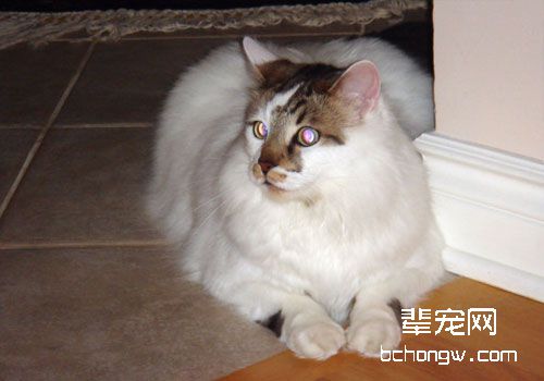 维生素C与猫咪健康