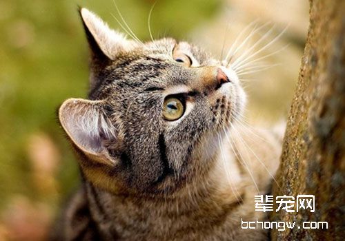 猫咪皮肤的生理结构知识