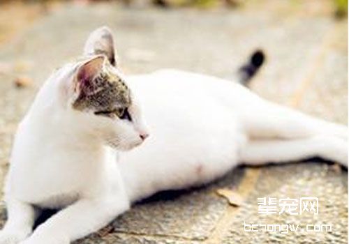 猫咪营养不良怎么办？