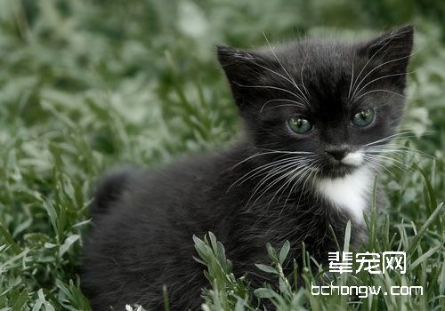 猫咪胸腔积液的诊断与治疗