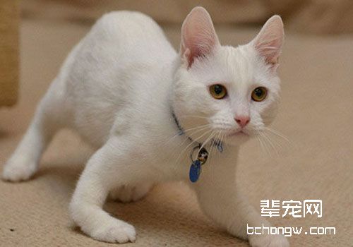 猫咪关节疾病的射线检查征象
