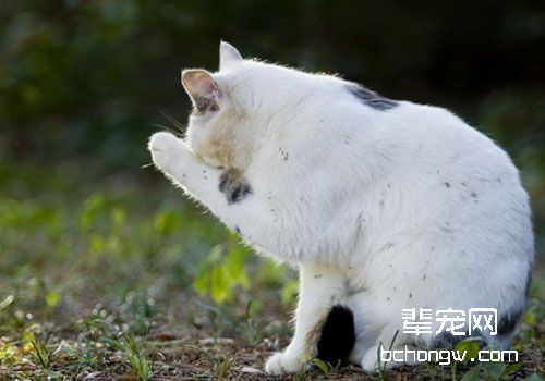 尿液指示猫咪疾病