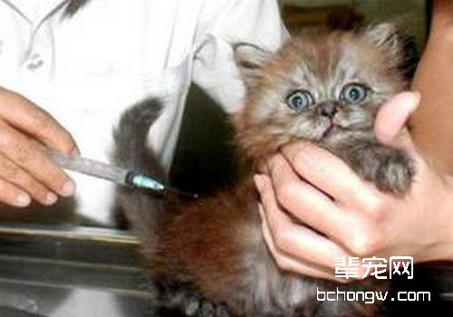 如何给猫咪安全地打疫苗