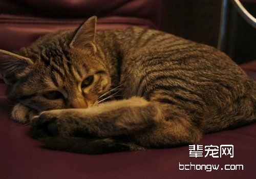 猫咪便便不正常的几大原因