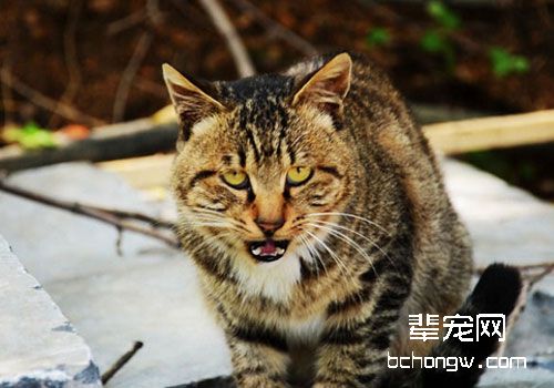 猫前庭综合症的病因及症状