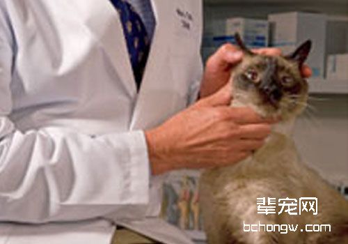 猫咪的定期检查很重要