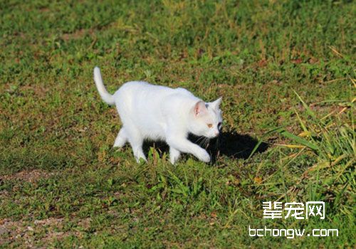 猫咪异食癖的症状及防治