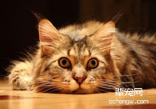 猫咪心力衰竭的发病机理及症状