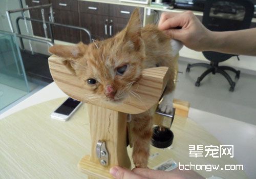 针灸在猫咪临床的应用