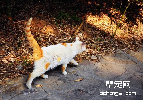 猫黄曲霉素中毒怎么办？