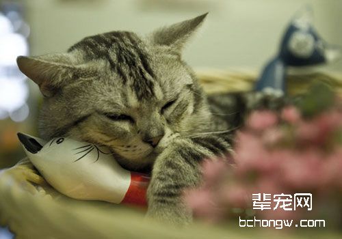 猫咪腹部射线影像判读