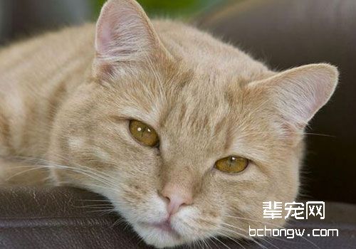 老年猫咪的保健管理