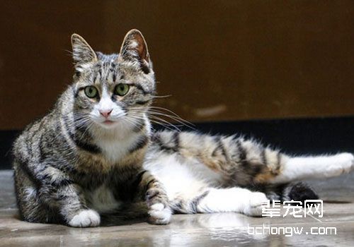 猫关节病的诊断与治疗