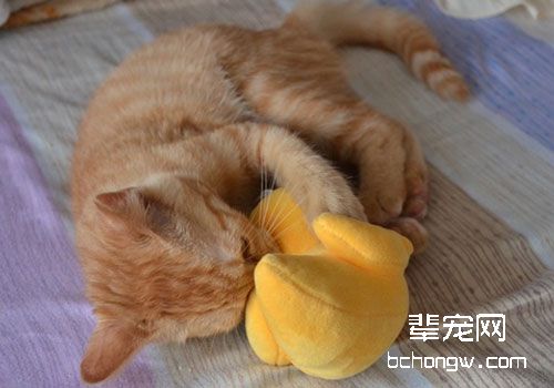 猫咪异位性皮炎的治疗方法