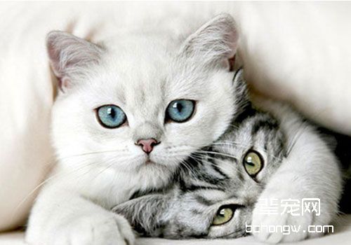 猫泌尿系统疾病的检查方法