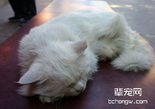 猫咪心脏病的血压与射线检查