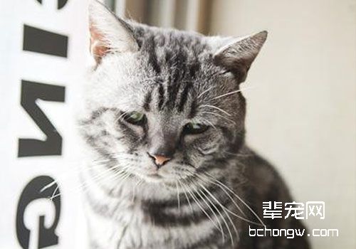 猫咪焦虑抑郁症的管理与保健