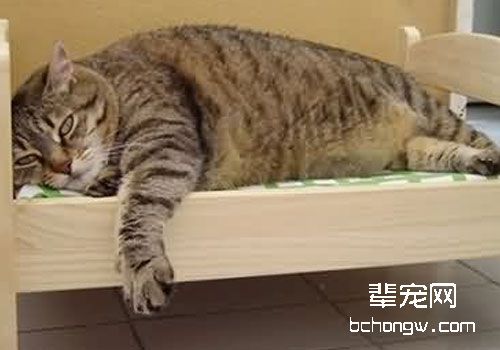 猫咪心脏病的临床检查