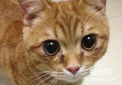 猫咪常见的先天性眼部疾病