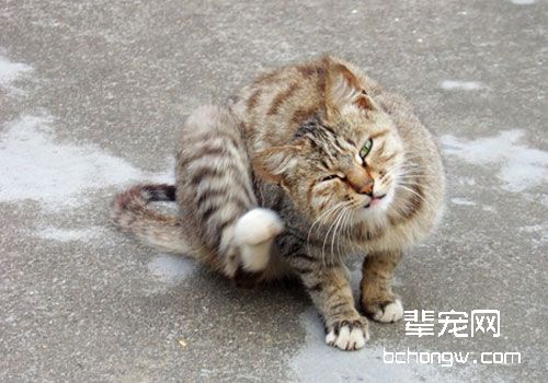 猫咪瘙痒行为的原因及诊断