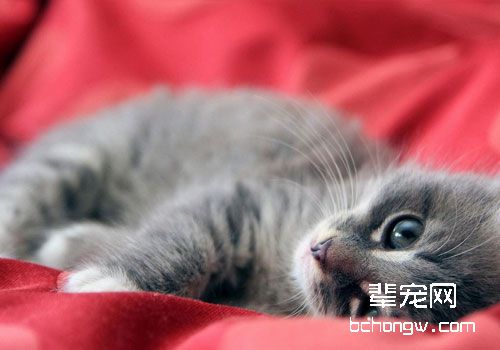 猫的横膈膜心包疝