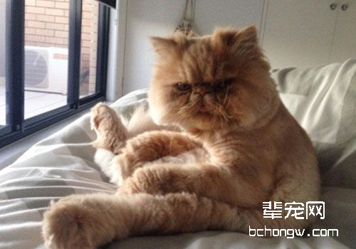 猫咪上呼吸道感染防治的几个措施