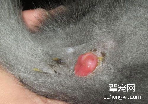猫咪脱肛的原因及治疗