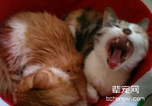 猫咪上呼吸道感染的病因及诊断
