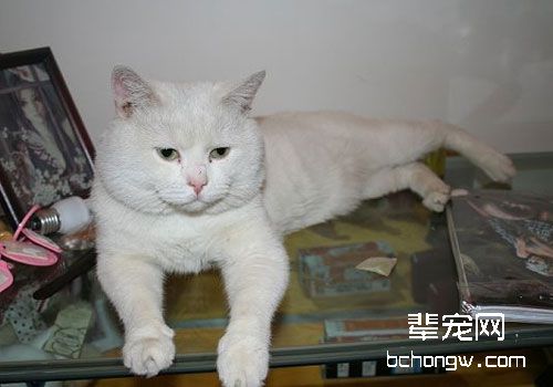 猫咪急性肾功能衰竭的病因及应对措施
