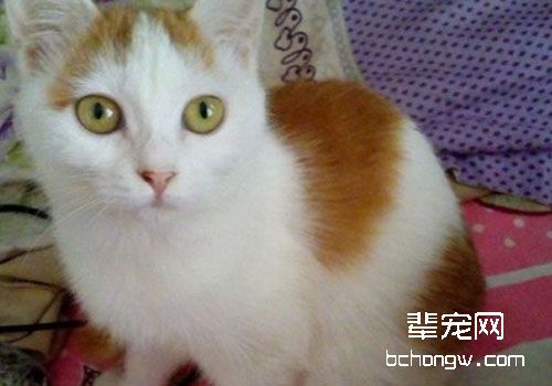 猫咪便血的原因及应对措施