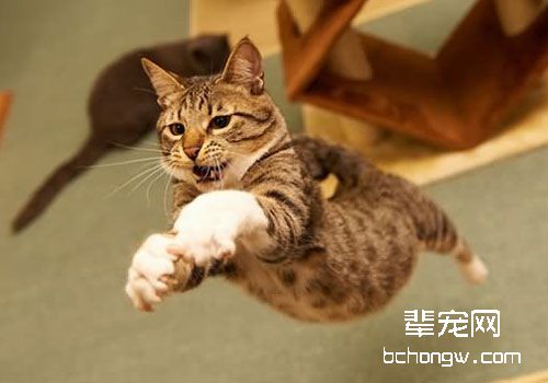 猫咪的脊椎疾病及检查