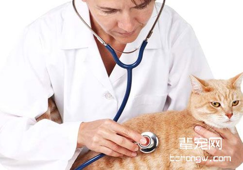 猫心律不齐的影响