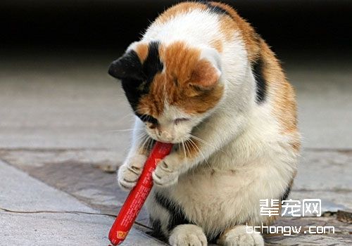猫的炎性肠道疾病