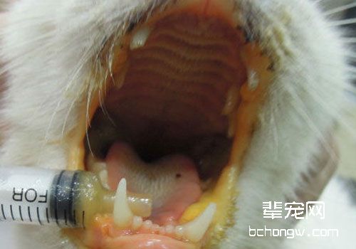 猫咪黄疸型肝炎的治疗