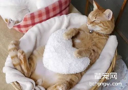 猫血栓的流行病学与治疗