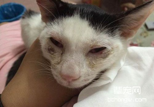 猫鼻支的治疗与防治