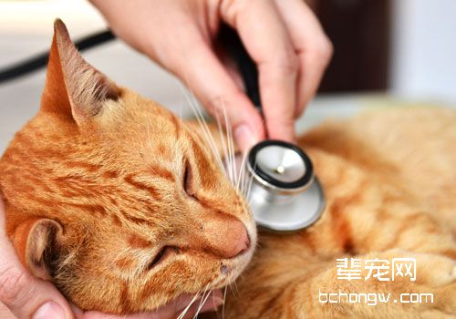 猫咪的肺部检查