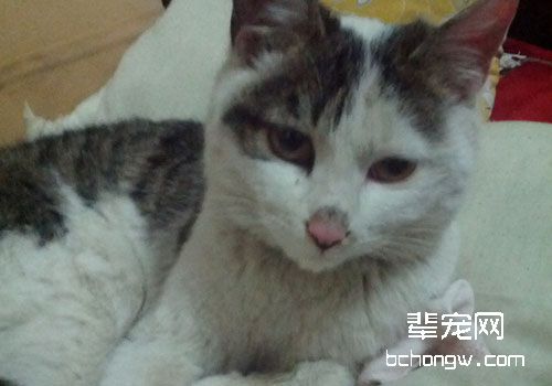 猫披衣菌肺炎的致病机理及症状