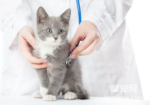 猫咪心脏听诊的基本知识
