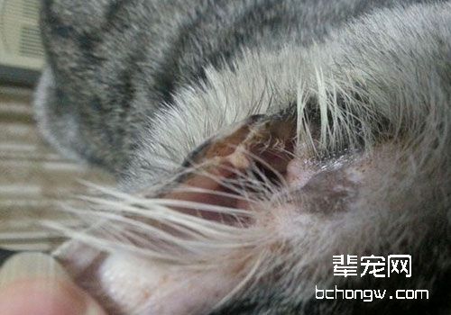 猫咪马拉色菌性皮炎的病因及症状