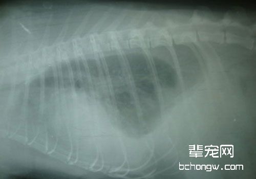 猫乳糜胸的治疗