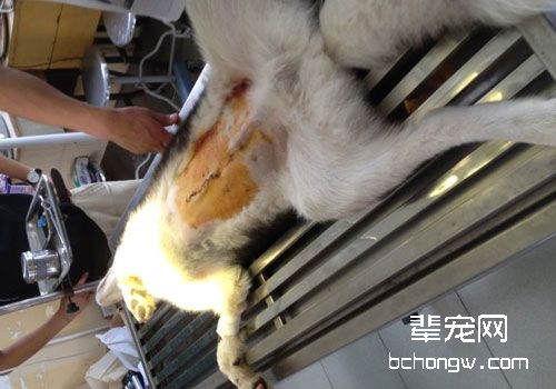猫咪的钡餐造影