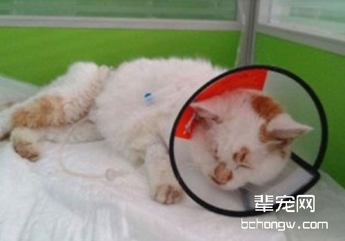 猫咪脂肪肝的药物治疗