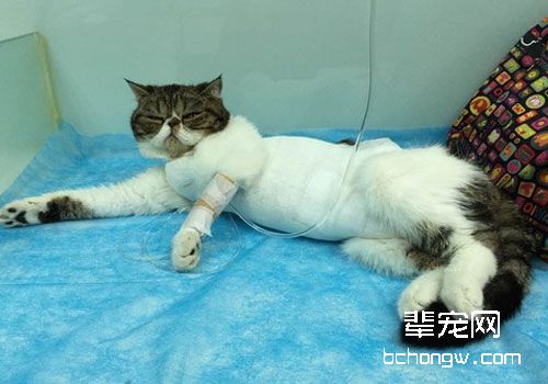 猫咪常见病的输液疗法