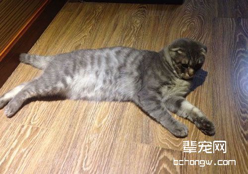 钙磷代谢对于猫咪机体的影响