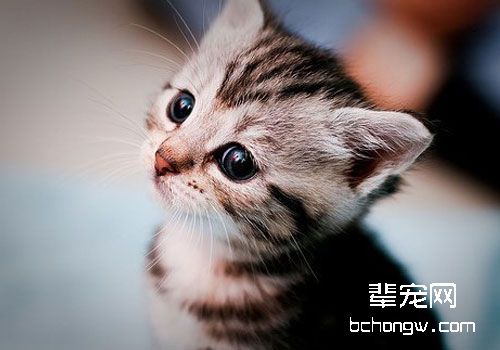 关于猫咪眼睑内翻的矫正术