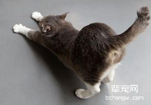 从猫臀看猫咪健康